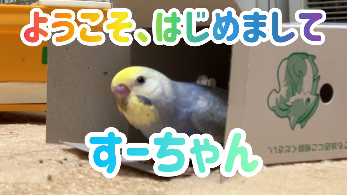 foo_channel's tweet photo. 【祝】10万再生突破しました🎉
これからもすーちゃんを宜しくお願いします✨✨✨

セキ���イインコの赤ちゃんをお迎えしました
https://t.co/8cbGfYk48W https://t.co/HBRUAnEyO4
