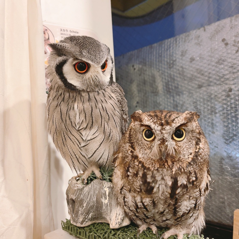 Owlvillage_H's tweet photo. 【🎂原宿店🎂】
HAPPYBIRTHDAY☆MUTA
6/14はムタさん11歳のお誕生日
🦉🎁💐🎉🎊👏🥂🥳✨
お里のちびゴジラで
皆を守るムーソック
スーさんの右腕も努める
グレートもふ✨
しごできムーさん✨
これからも変わらずずーーーーっと元気でいてね
大好きよ～💕🥰

#お誕生日 #おめでとう #11歳 https://t.co/asoTFhvf3q