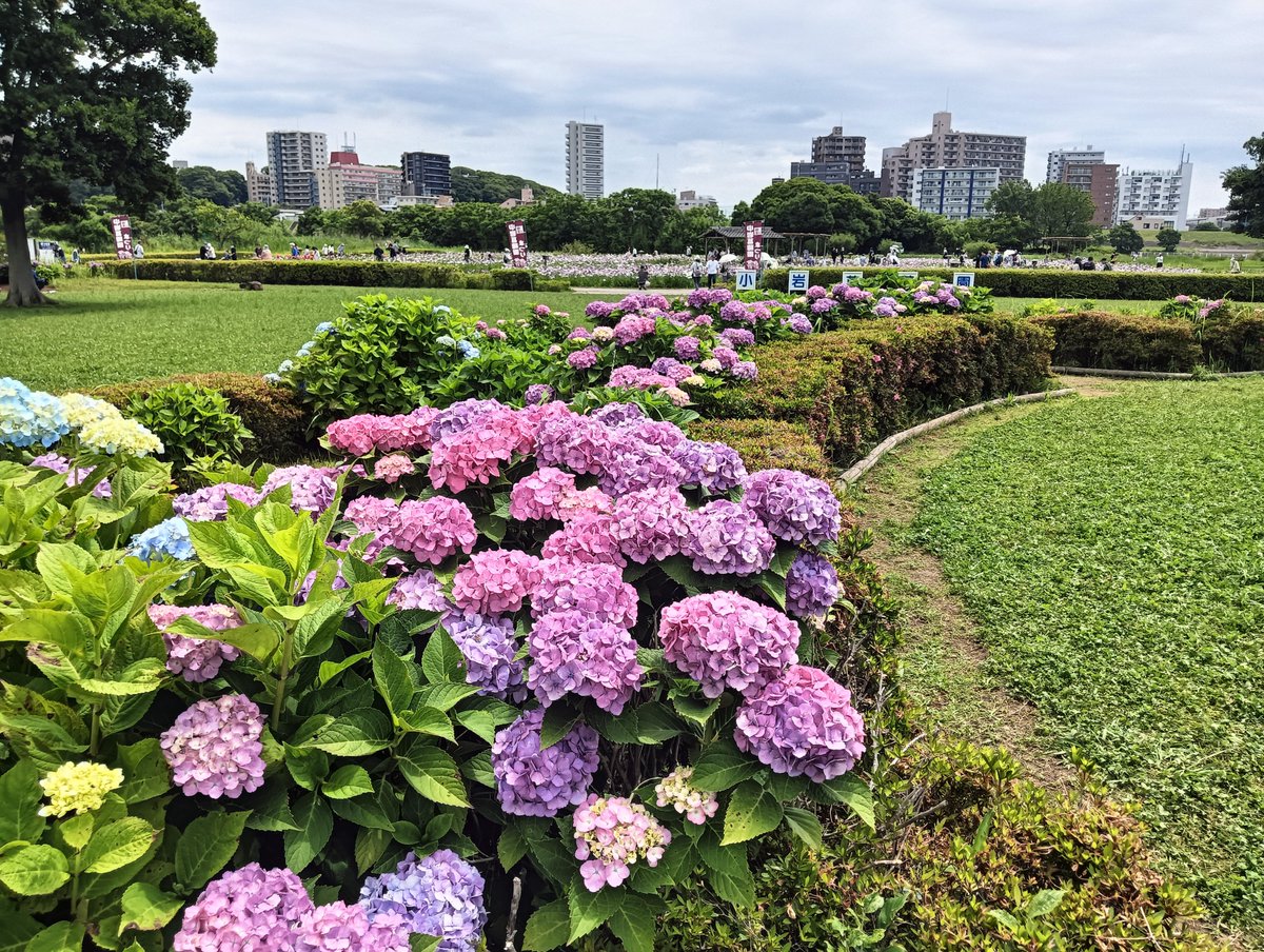 owari_chiezo's tweet photo. 小岩菖蒲園。花菖蒲もアジサイも丁度見頃で綺麗でした。 https://t.co/umbQG1ysNf