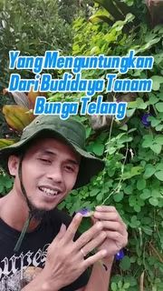 heryanablackddd's tweet photo. Bibit Bunga Telang Biru https://t.co/KaB7zqoJxB https://t.co/vTN0WGgGCK