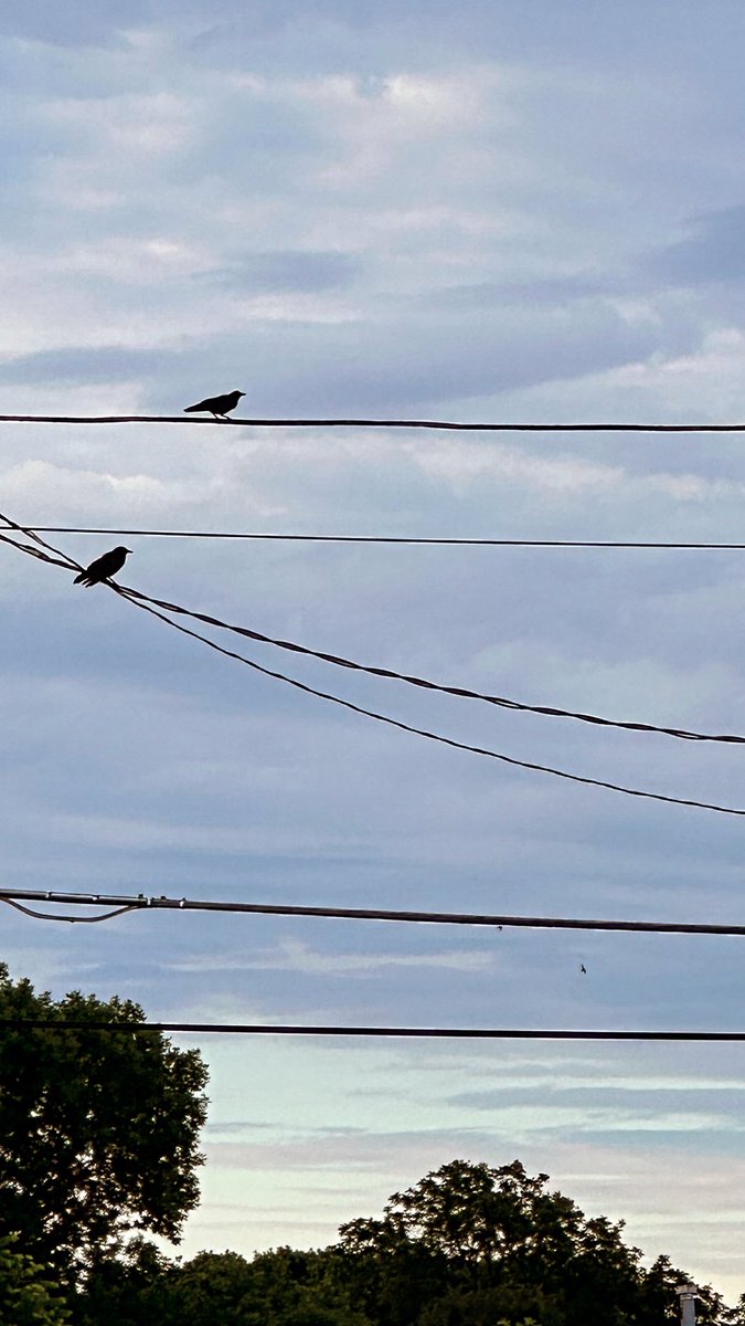 OneLeiner's tweet photo. Still rather take the peanuts I throw on the ground than use the dish I left out. Maybe in time. Brought lil guy again today. Lil one making all kinds of noise and on the ground looking around some too. 🐸🖤🐦‍⬛🐦‍⬛ https://t.co/0hNuug61XB