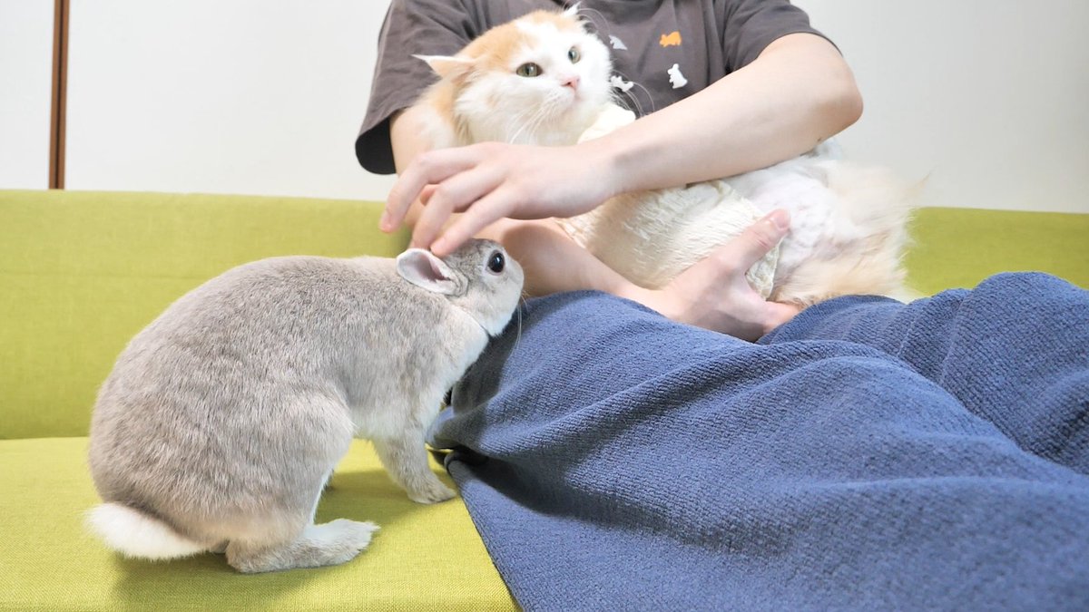 kogaranatenpa_y's tweet photo. 朝っぱらから元気で甘えん坊なうさぎと猫たちのおかげで寝坊できない https://t.co/aYJd3J667M