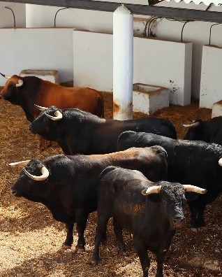 chicuelina61895's tweet photo. 📝 SORTEO

👉 Sorteo de los toros de El Freixo para Marbella
https://t.co/stPxcqwu5e https://t.co/xTrZ3zOwec