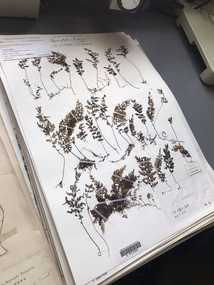 MistressNoohl's tweet photo. 東京大学植物標本室、凄かったです🌿 https://t.co/QdbtParcsg