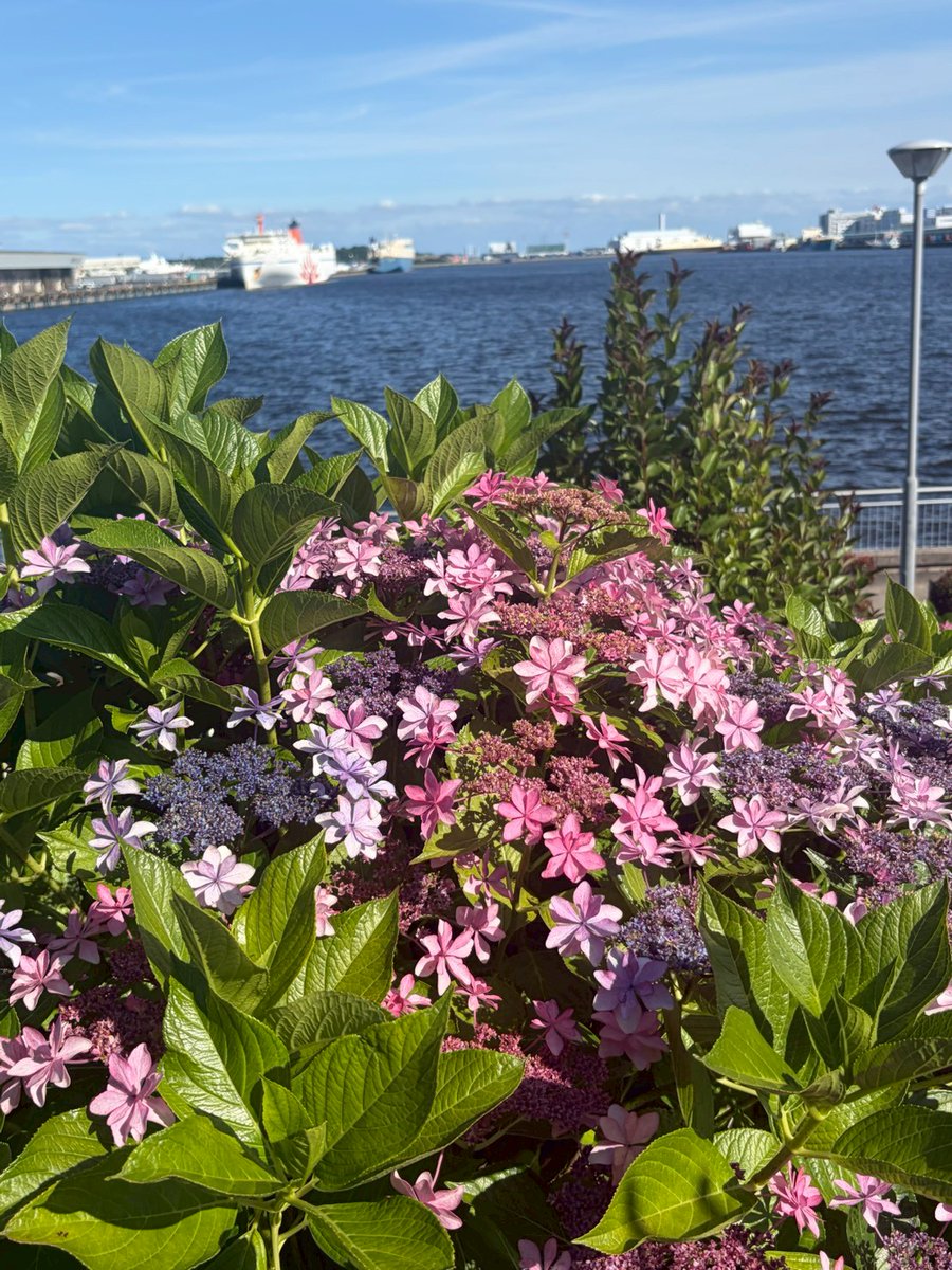 Maria_hand1's tweet photo. Eggs'n Thingsを後にして
水の広場公園など、紫陽花を楽しみました😊

3人共、多忙な日々を忘れて
梅雨の晴れ間の爽やかな風に癒されると
自然に笑顔になりました☺️ https://t.co/9iXxB10aDV