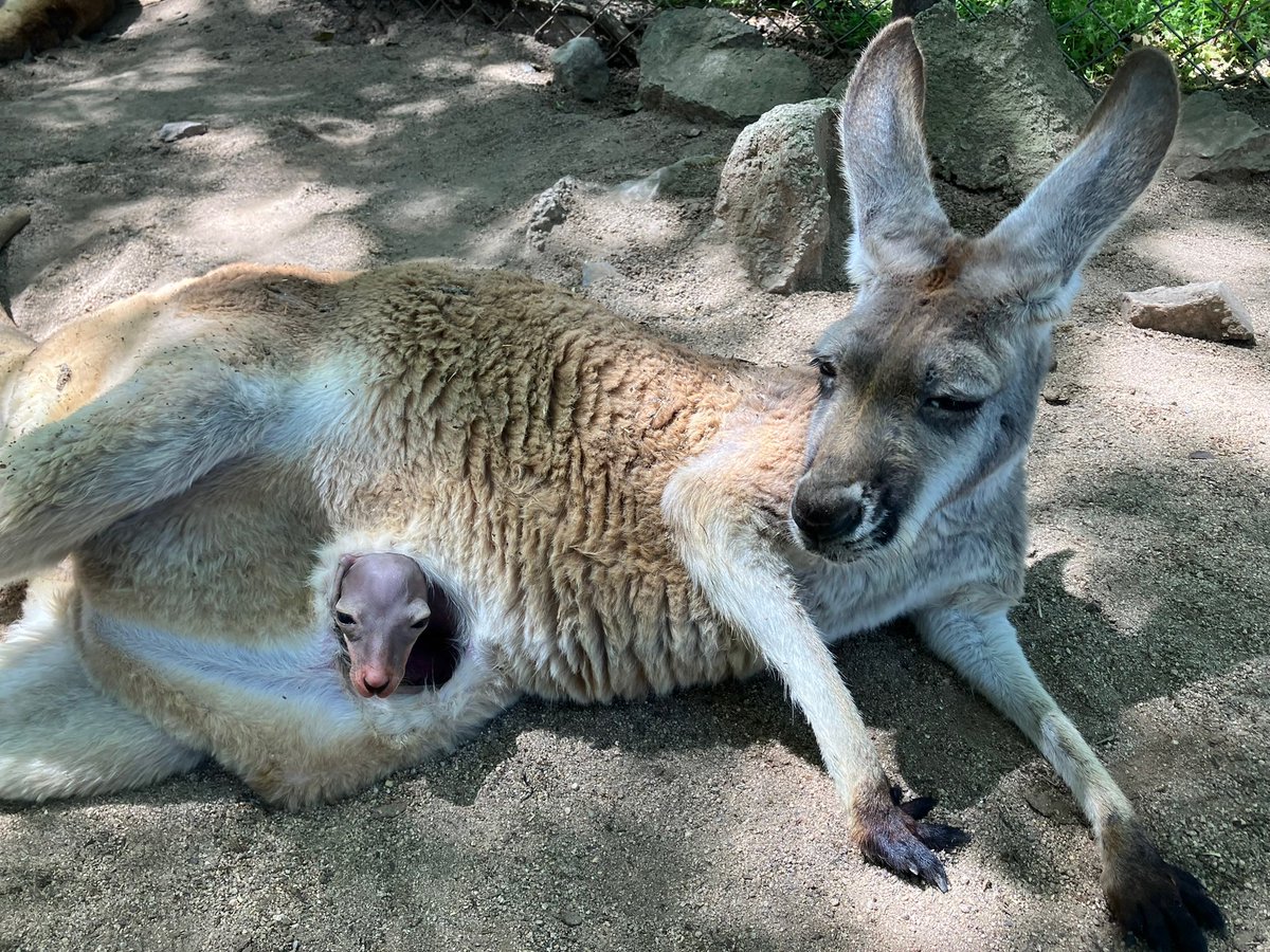 bell0412's tweet photo. カンガルーからミニカンガルー https://t.co/YonV6Qa8Tf