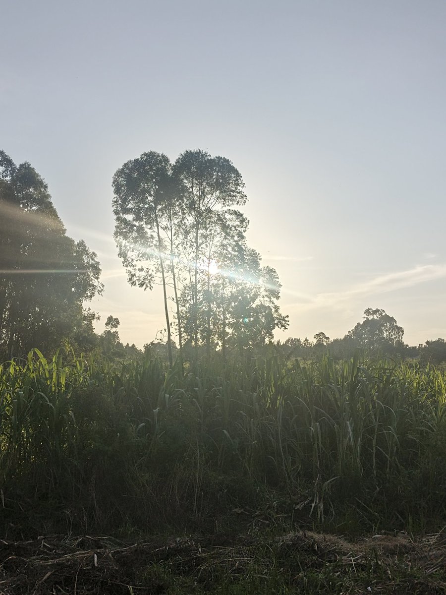 Savo_ke's tweet photo. Farm photos. https://t.co/Ecf8wcfhsS