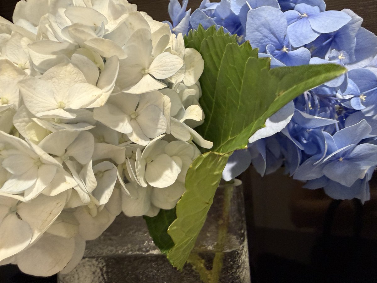 naoho_notes's tweet photo. 今週のお花は紫陽花にしようと思って紫陽花を買いに行く日に紫陽花を抱えてシャツドレスで歩きたいなと
シャツドレスを選びました♡
いく場所ややることを思い描いてお洋服を決めるのって楽しみのひとつですよね https://t.co/ljpjYmf6AJ