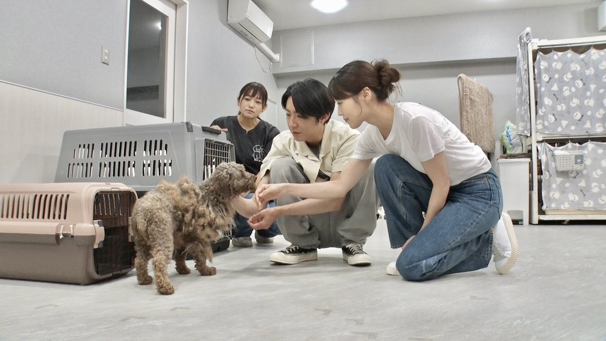 a__k0213's tweet photo. 架純ちゃん可愛かったーー🐶🤎
#有村架純  #嗚呼みんなの動物園 https://t.co/T9kBHE6Flf