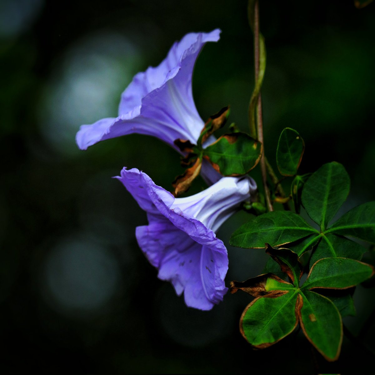txlneto's tweet photo. Da série #PoesiaBotânica 
Acalanto.
Glória-da-manhã para serenizar as tensões. Um carinho da natureza, um silêncio que preenche.

#Canont6i EF-s 55-250mm 
f/5.0 1/1250s 135mm ISO800
#flowers #FlowerPhotography #FloraPaulistana https://t.co/vwGHXkXzJk