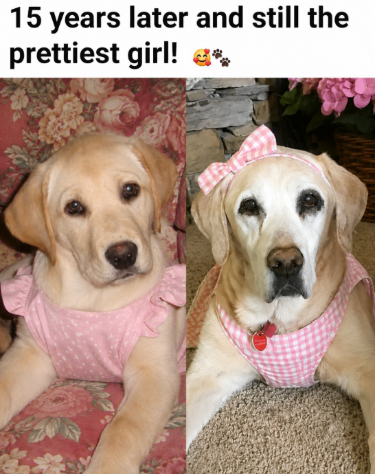 BestinDogs's tweet photo. https://t.co/BEz4yFBm1S
