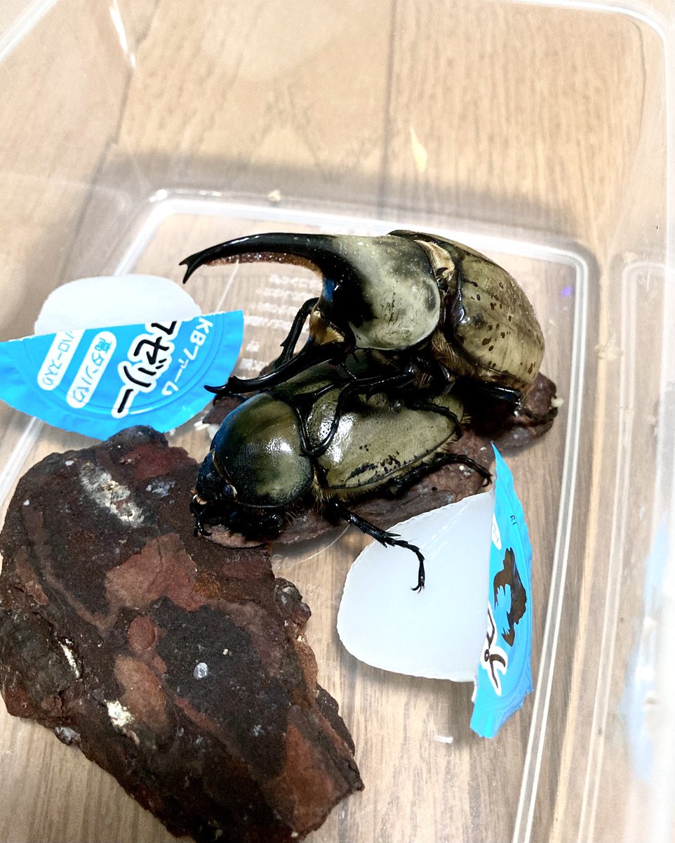 Coleo_Chroma64's tweet photo. 後食開始したグラシロのペアリングをしました！グラシロ飼育しながら毎度思うのが、野外個体もそうそう入ってこないこと考えると国内で血がかなり濃くなってそうだなぁということ。我が家では、F2ですぐ血の入れ替えを心がけでます！入れ替わってると信じて😅
#カブトムシ
#グラントシロカブト https://t.co/zNmqxGPtQX