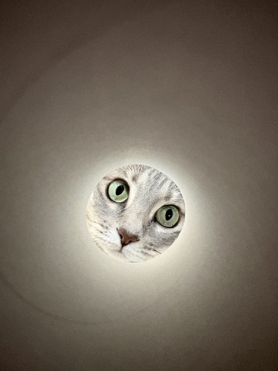 ara2buru2's tweet photo. トイレットペーパーの芯から
猫満月🌕 https://t.co/unZ854KGZ9