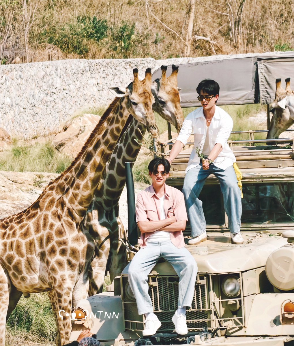 NatSS243's tweet photo. Zoo date2 🐧🐻🦒🐱 
เพนกวิน, พ่อหมี &amp; ยีราฟ

ชอบกิจ Mini Zoo มาก เพราะได้เห็นเค้าทั้งคู่ enjoy เล่นกับยีราฟเหมือนได้ย้อนวัยเป็นเด็กอีกครั้ง 🦒💜❤

#Josswayar #Jossgawin #Gawincaskey

#GarnierMochiontheBeachTripxJossGawinD1 https://t.co/F3GAu4fpho