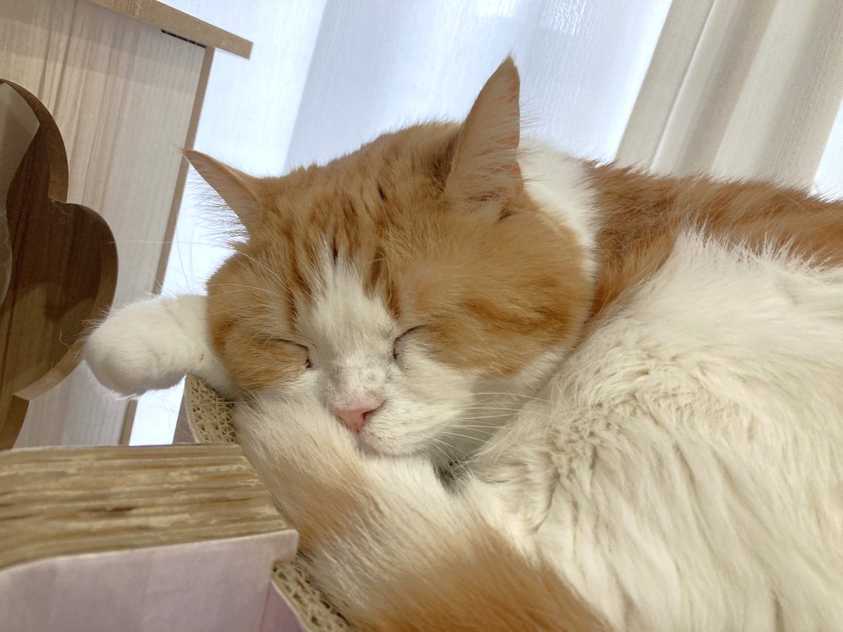 mugimaru1201's tweet photo. (むぎまる)僕の鼻をムズムズさせてるのは何だニャ？😺
(もっちー)自作自演にかまっている暇はないにゃ、このオバケが気になるにゃ😹 https://t.co/Ri8u04FOQj