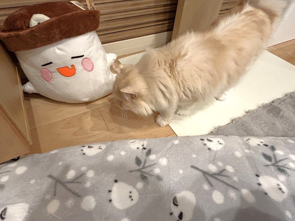 mugimaru1201's tweet photo. (むぎまる)僕の鼻をムズムズさせてるのは何だニャ？😺
(もっちー)自作自演にかまっている暇はないにゃ、このオバケが気になるにゃ😹 https://t.co/Ri8u04FOQj