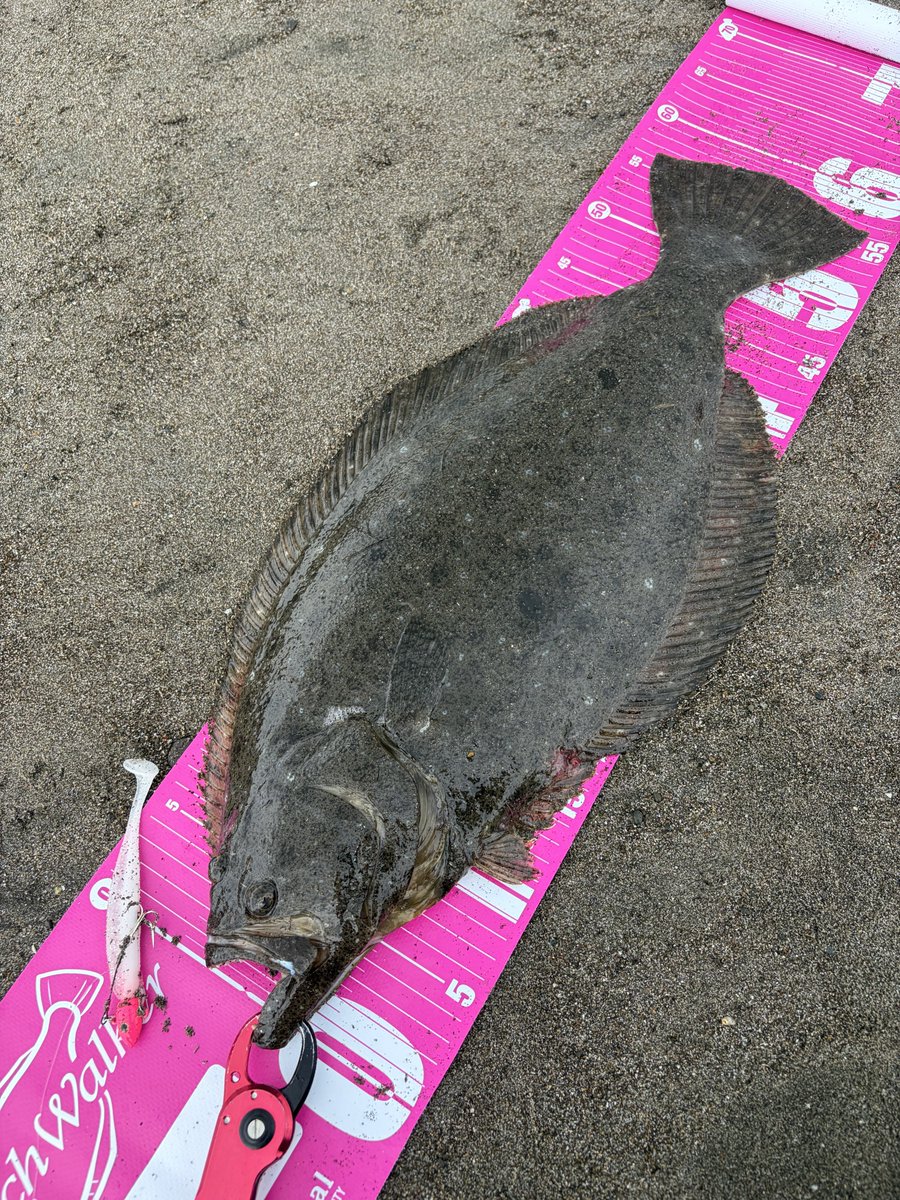 DVa6g's tweet photo. 激混みサーフで２枚キャッチ🐟
地形✖️流れ✖️ゴミ溜まりでベイト溜まり朝からずっとボイルしまくり😂笑

レンジを上げてふわふわさせるとドカン🙆‍♂️❤️‍🔥
初卸しのイージーシャイナーが良い仕事してくれました☺️
サンキューKEITECH😆👍

午後の部は釣れませんでした😅

#KEITECH
#Easy shiner 4.5 https://t.co/iyjvucyhoJ