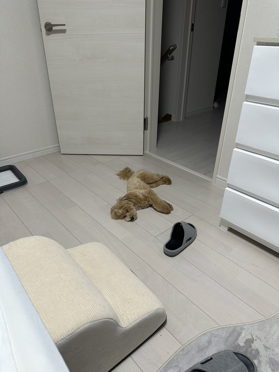 Udiary53's tweet photo. 暑くなってくると
よく床に落ちてるらしい🐶 https://t.co/qOgSaxT2U1