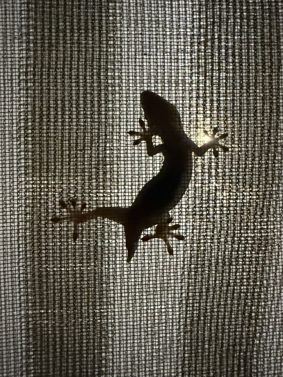 medakaspl's tweet photo. また出て来てくれた🦎
家守🙏

#ヤモリ https://t.co/TryGTGg1RX