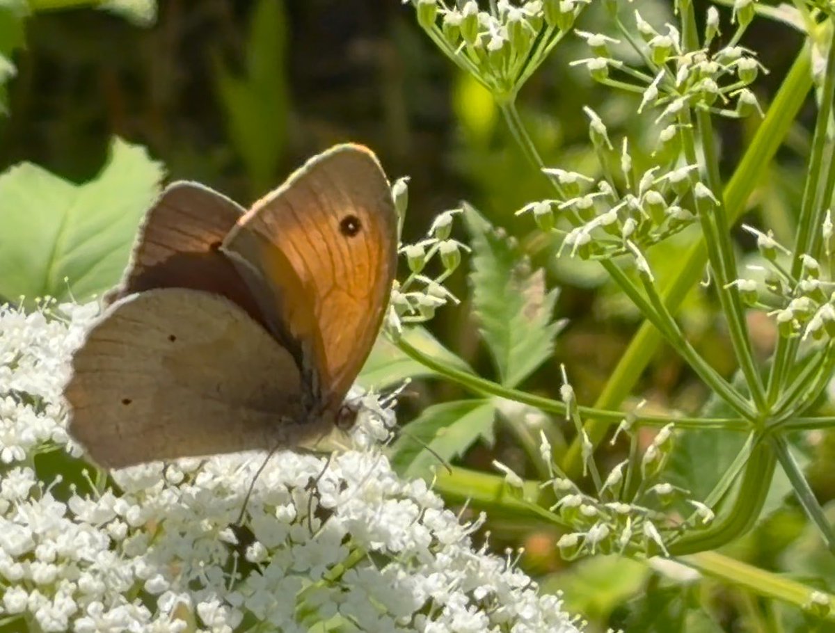 NorwaySkandin's tweet photo. #insects #Insekten #Natur #Garten #butterfly #Schmetterling #Blüten #Tagfalter #Sommer #summer #nature #garden
1/ Ein Großes Ochsenauge, Maniola jurtina, sitzt auf Blüten von Giersch , und saugt Nektar.
Der rechte Vorderflügel vom #Falter hat eine unnatürliche Stellung🧐 https://t.co/FcaGFegfhu