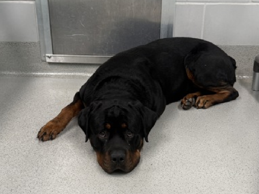 NMBewitched's tweet photo. It would have cost $10 for his former POS Owner to leave him notes😩

Atlas Axel💔🎯
New Dog on the Block 
https://t.co/lvoGLeLoKQ 
Rescue Only 
#FosterMe 
#Pledge4Rescue 

#RottieLovers 
We have a very sad boy
His loyal heart broken
Punishes himself laying on the floor😭

ACC will Kill him for being avoidant when they know he just needs time