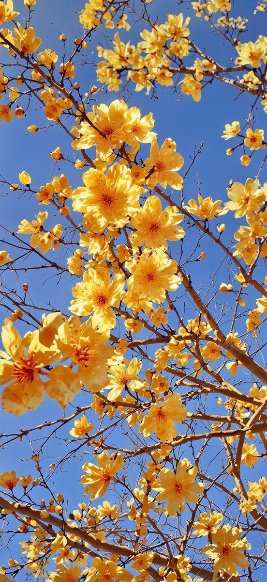 NoCaptionMood's tweet photo. Golden Trumpet Tree (Handroanthus chrysotrichus) https://t.co/wksFQGH9un