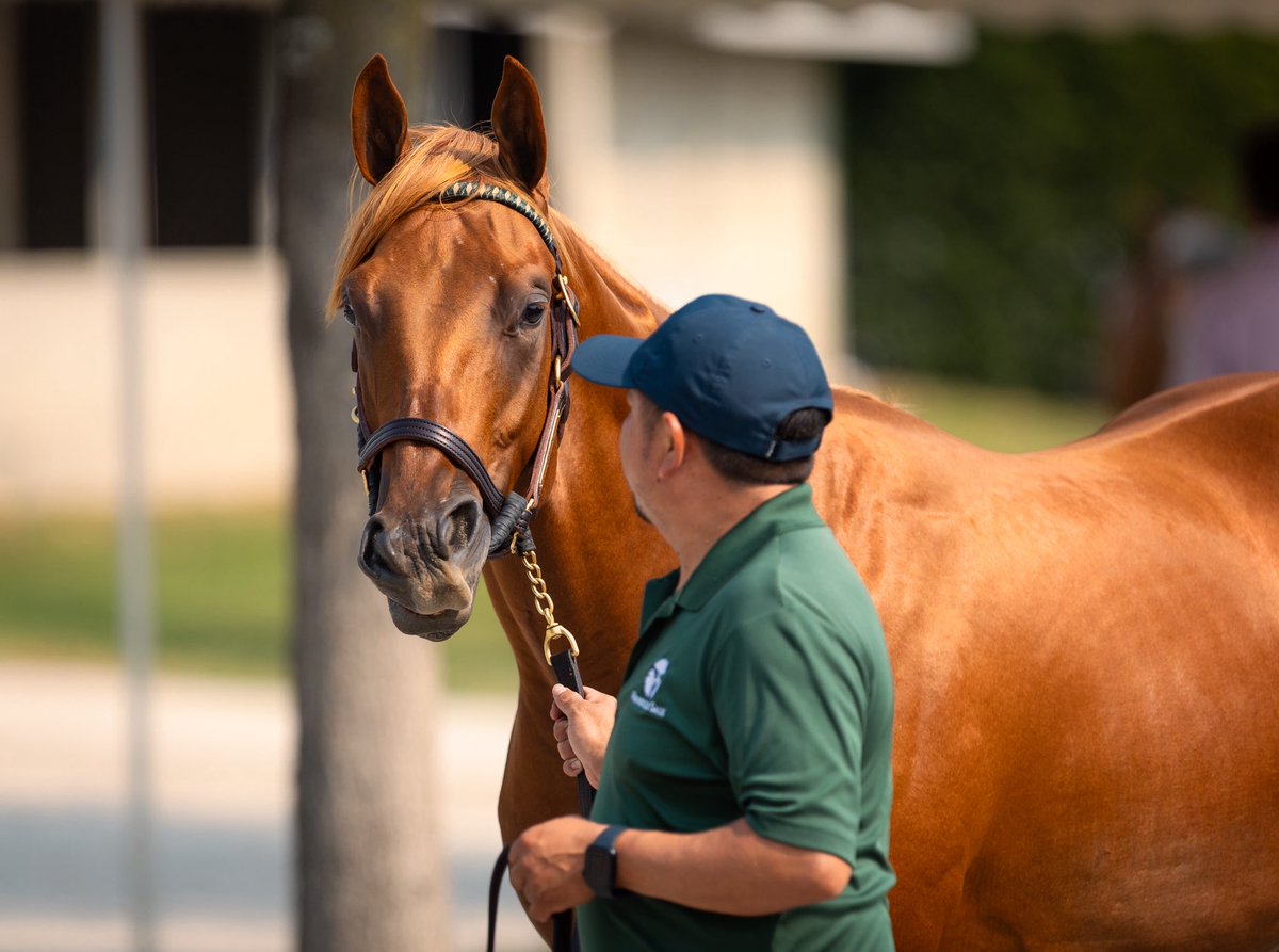 LanesEndFarms's tweet photo. Exciting news as Demian becomes Flightline’s first winner on debut at Tokyo Racecourse! Bred by Rock Ridge Thoroughbreds LLC the colt sold for $1,700,000 at Keeneland September to Naohiro Sakaguchi. https://t.co/0KF1p6t7Ug