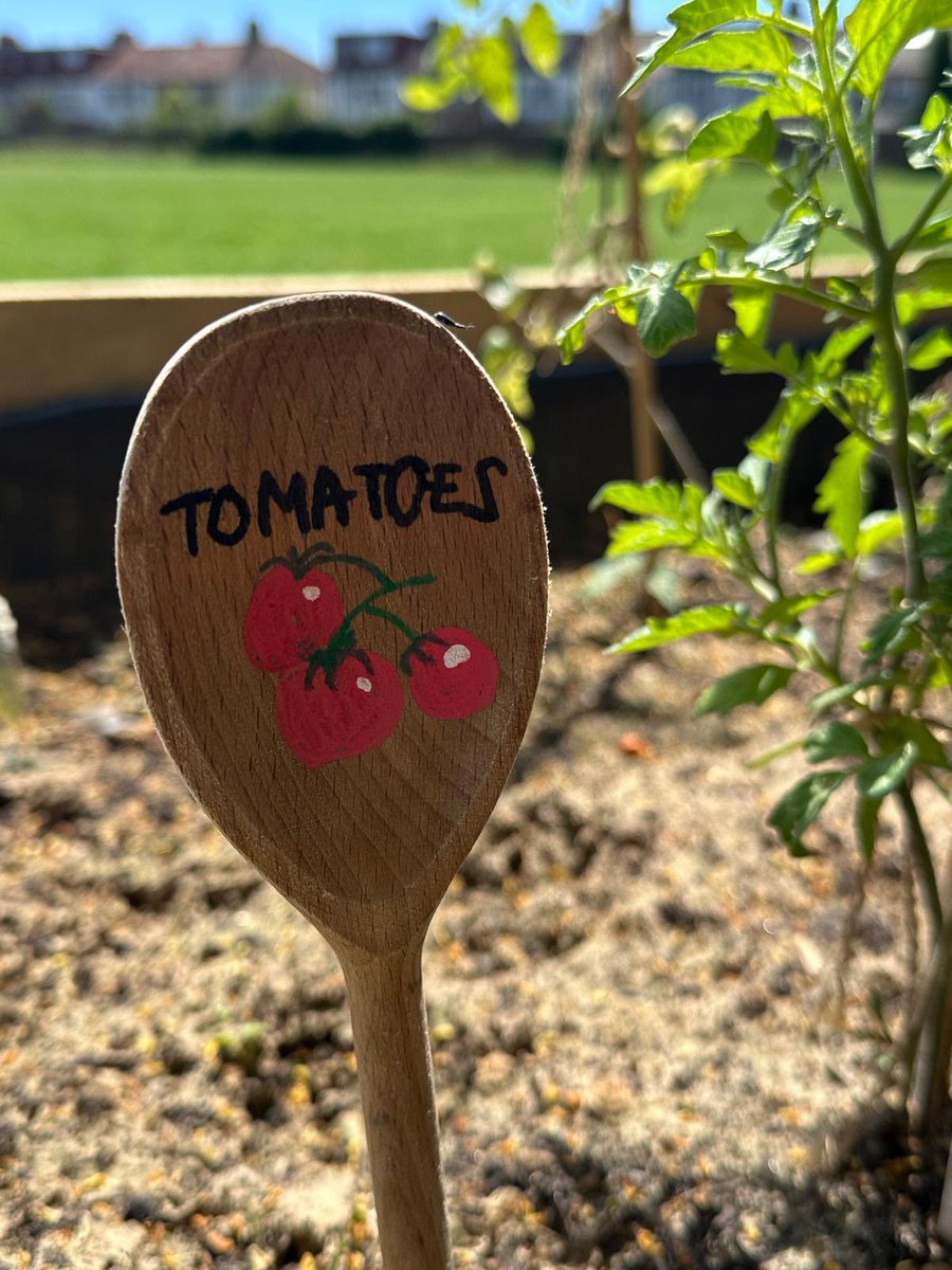 FFishponds's tweet photo. The plants are flourishing at the Fishponds Field community garden with a few peas ready to eat. If you’re in the area please check out the raised beds in the bottom right hand corner of the field. Entrance at 91a Hebdon Rd. SW17 7NW #tooting @tootingnewsie https://t.co/xyJWwFVuGI