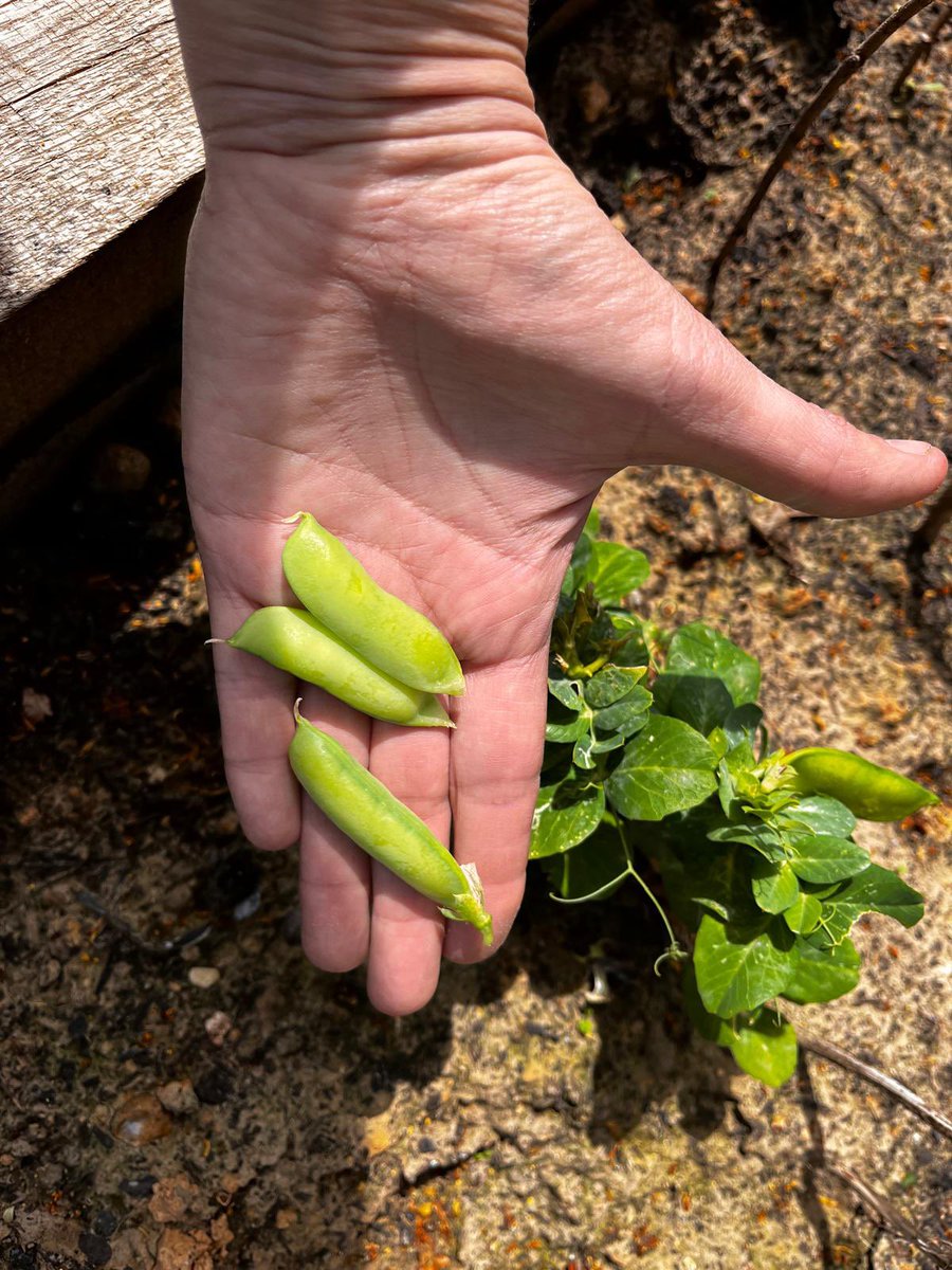 FFishponds's tweet photo. The plants are flourishing at the Fishponds Field community garden with a few peas ready to eat. If you’re in the area please check out the raised beds in the bottom right hand corner of the field. Entrance at 91a Hebdon Rd. SW17 7NW #tooting @tootingnewsie https://t.co/xyJWwFVuGI