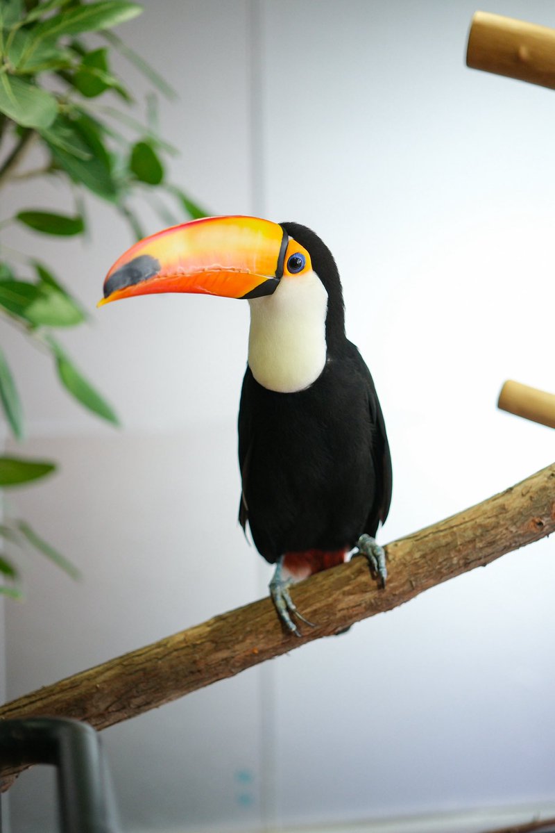 natsu_butagogo's tweet photo. おにまる！

#オニオオハシ　#みなとやま水族館 https://t.co/5pdxLOE81n