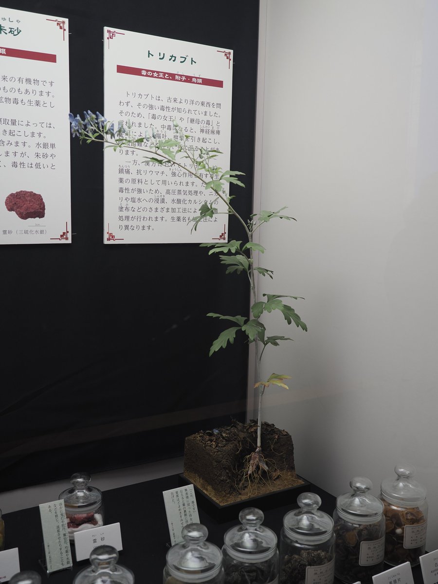 pupupupuinu's tweet photo. 千葉県立中央博物館の企画展の「生薬」(薬屋のひとりごとコラボ)の展示。
原料が植物動物鉱石などいろんな原料を使って薬をつくっていた様子が紹介されていた感じ。 https://t.co/q6z1ggKFdP