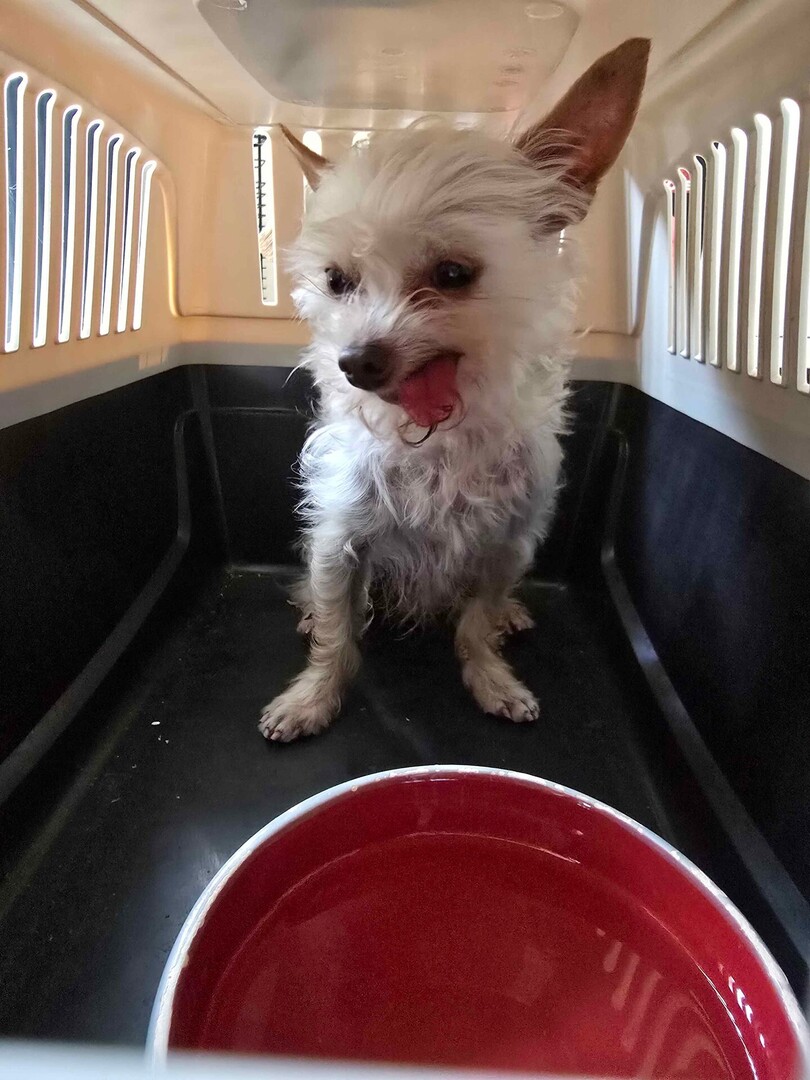 vigipets's tweet photo. 🟢 🐶 Chien trouvé le 12/06/2026 à Châtellerault (86100).
Mâle / Identifié(e) : Non

☎️ 
📧  seed_of_liberty@hotmail.fr

#VigiPets #chienperdu #chientrouve #chien #perdu #trouve https://t.co/fbZqv9gumw
