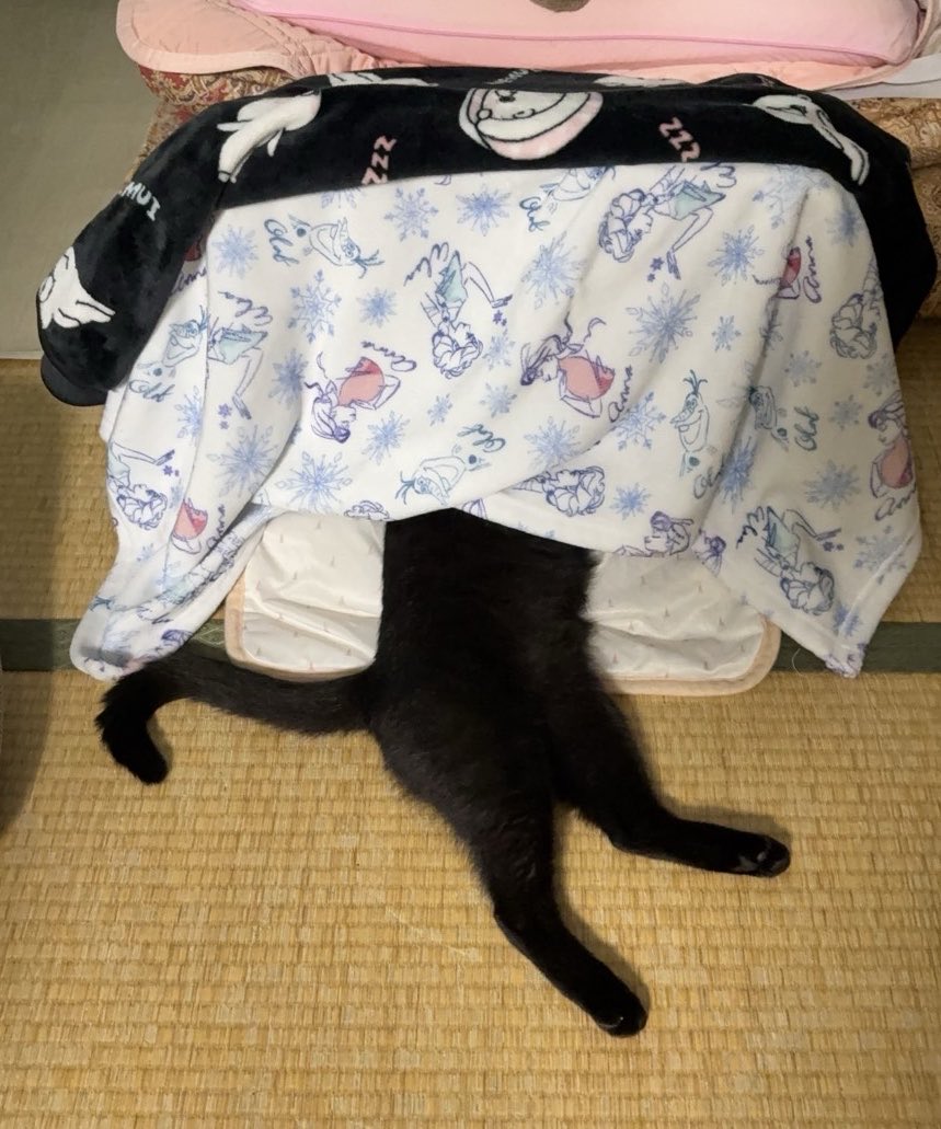 tscm1216's tweet photo. 相方様より

頭隠して尻隠さず

#黒猫　
#保護猫
#猫好きさんと繋がりたい
#フレンチブルドッグ
#犬好きさんと繋がりたい https://t.co/d6EGFoaxB7