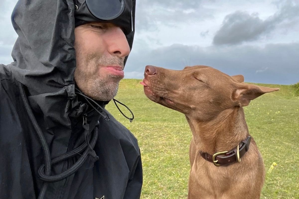 Protect_Wldlife's tweet photo. “Rescuing Buttons has been the best decision we’ve ever made. She brings so much happiness to our lives and everyone she meets.

We’re so lucky to have her. We’re obsessed. I thoroughly recommend adopting a homeless dog” ~ @LiamGallagher.

Thanks to @NiallHarbison and his team at @wearehappydoggo for rescuing Buttons 🙏 ❤️‍🩹.

#AdoptDontShop ❤️.