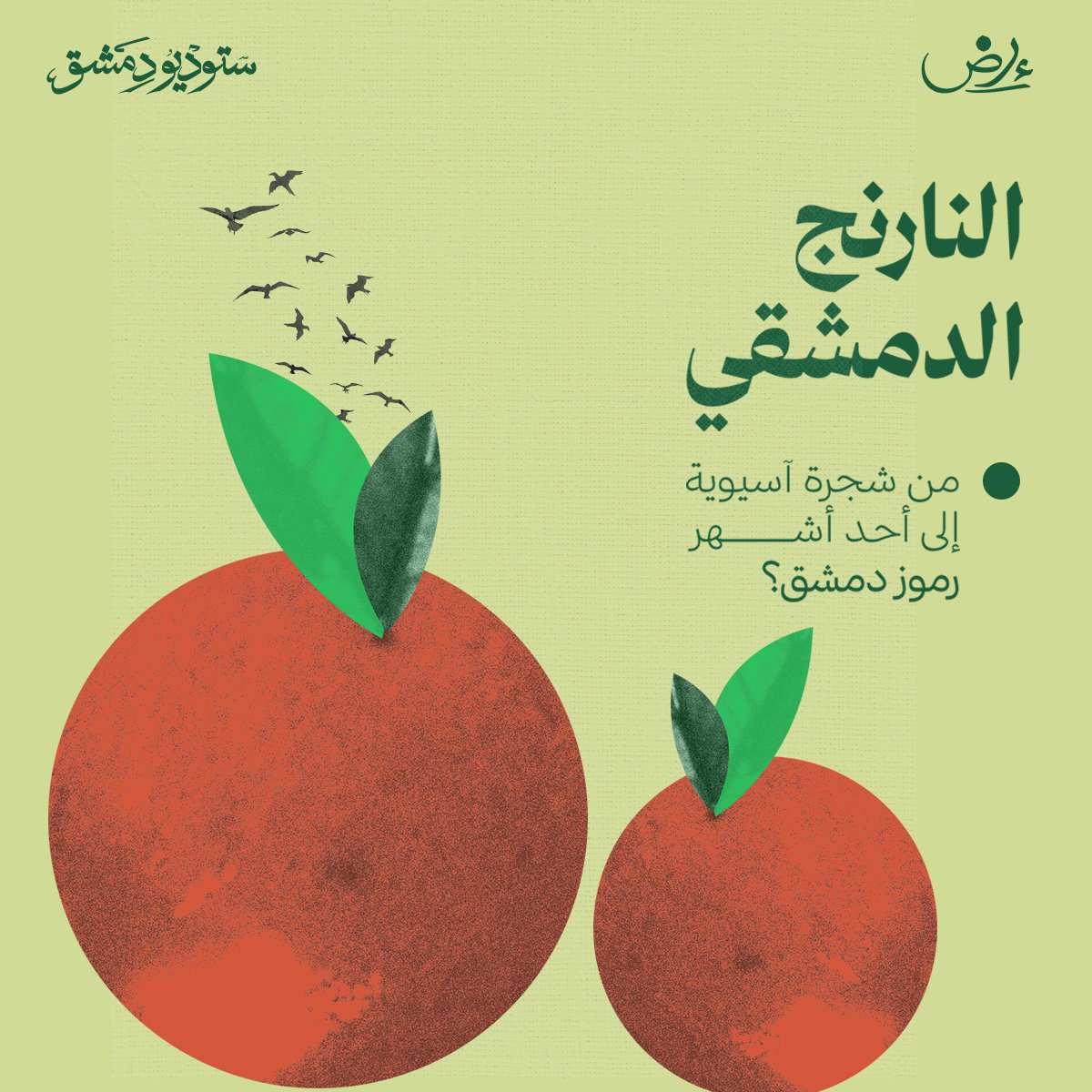 DamascusStudio's tweet photo. كيف أصبحت شجرة آسيوية أحد أشهر رموز دمشق؟
وكيف أعادت تقديمها للعالم؟ 

حكاية النارنج، الشجرة التي وجدت في الشام موطنًا جديدًا، حتى أصبحت جزءًا من ذاكرة المدينة.

فهل فعلًا تُدمشق دمشق ما يدخلها؟

شاركنا رأيك أو ذكرى لك مرتبطة بالنارنج ودمشق 💚

#ستوديو_دمشق https://t.co/SjYJLvjKso