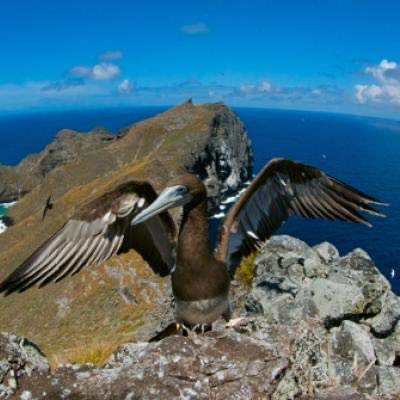 AmberWoods100's tweet photo. NEW 
Trump has now opened all five U.S. marine national monuments to commercial fishing, ending long-standing fishing restrictions across millions of protected ocean acres. 
Conservationists warn the move puts habitat for whales, sea turtles, sharks, and coral reefs at risk. 🚩 https://t.co/BznVegyCQT