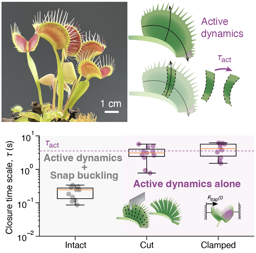 biosoftact's tweet photo. @ScienceMagazine @fluidity_x We isolate the plant’s active motor from its mechanical amplifier by cutting the trap or measuring the force generated by a clamped trap.  

Even without the snap, the active deformation remains surprisingly fast, unfolding in just a few seconds. https://t.co/CjSA1hUlaM