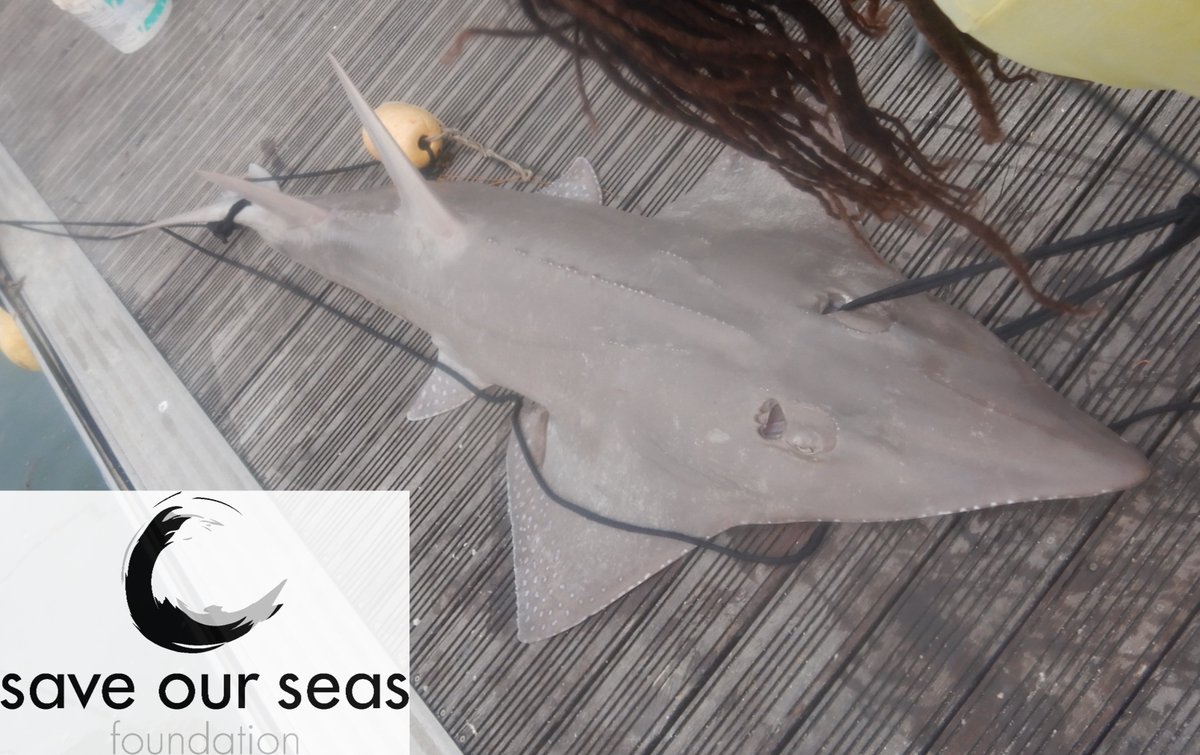 SSeatizens's tweet photo. Bottlenose wedgefish (Rhynchobatus australiae) - "vyolon" - a priority species under this project, this specimen measured 242.5 cm TL,  North Mahe (13/06/26). SOSF-funded project: Monitoring the effectiveness of new shark protection laws in Seychelles. #saveourseasfoundation https://t.co/k0xpmSkih3