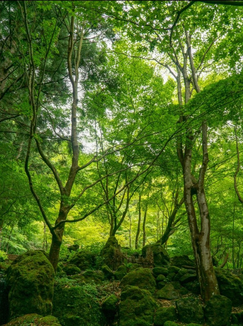 Indianinfoguide's tweet photo. 🚨Maharashtra to plant 300 crore trees in next five years to take state's forest cover to 33 Percent. https://t.co/qb5asAeg7E