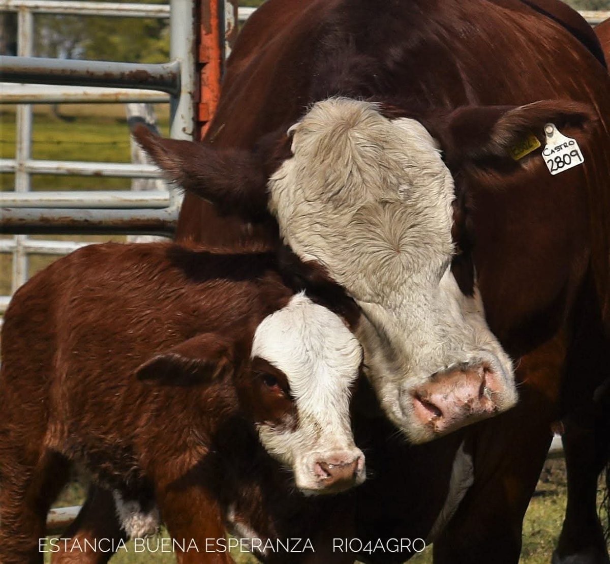 PalabraRural's tweet photo. Las madres Braford de Estancia BUENA ESPERANZA copian el mismo estilo de buenas madres del plantel denla raza Hereford. Son hembras fuertes, rústicas y fértiles, muy dedicadas a sus crías.
Los Conquistadores (ER) https://t.co/NpeSULF9tD