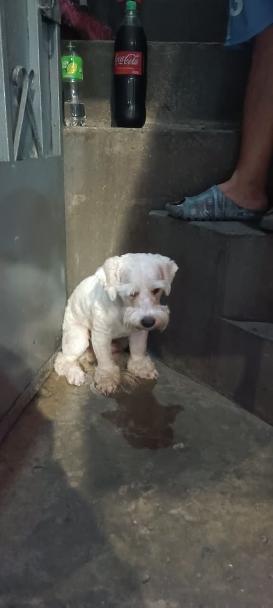 AlertaMePerdi's tweet photo. #ENCONTRADO #GUAYAQUIL
Fecha: 2026-06-13
Sector: Sur, suburbio oeste 26: y portete
Sexo: Macho
Raza: Snauzer
Contacto: 0999754826
¡Ayúdalo a volver con su familia!
#AlertaMePerdí https://t.co/SbihWZPiva