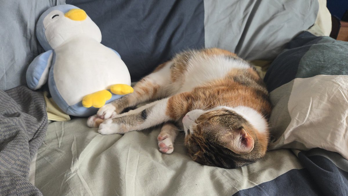 NalaLeChat_'s tweet photo. ELLE DEVIENT AMIE AVEC LE PINGOUIN !!! https://t.co/7hQqV7Vmgf