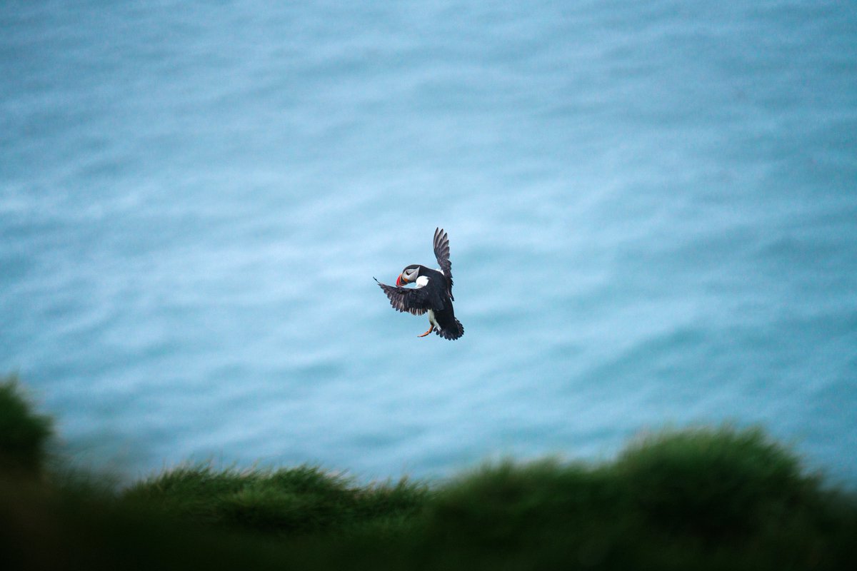 michaelboegl's tweet photo. Puffins of Iceland 🐧 https://t.co/Q1NKNiN8uL