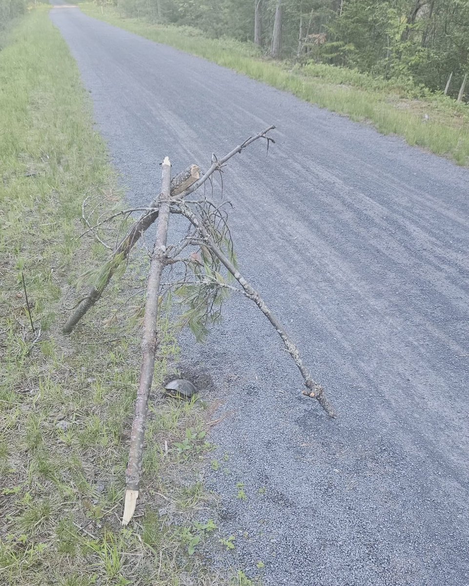shagbark_hick's tweet photo. If you see a turtle nest on the road, please mark it like this.

I am tired of seeing turtles die on the side of the road this time of year! https://t.co/Usgfv6BIdi