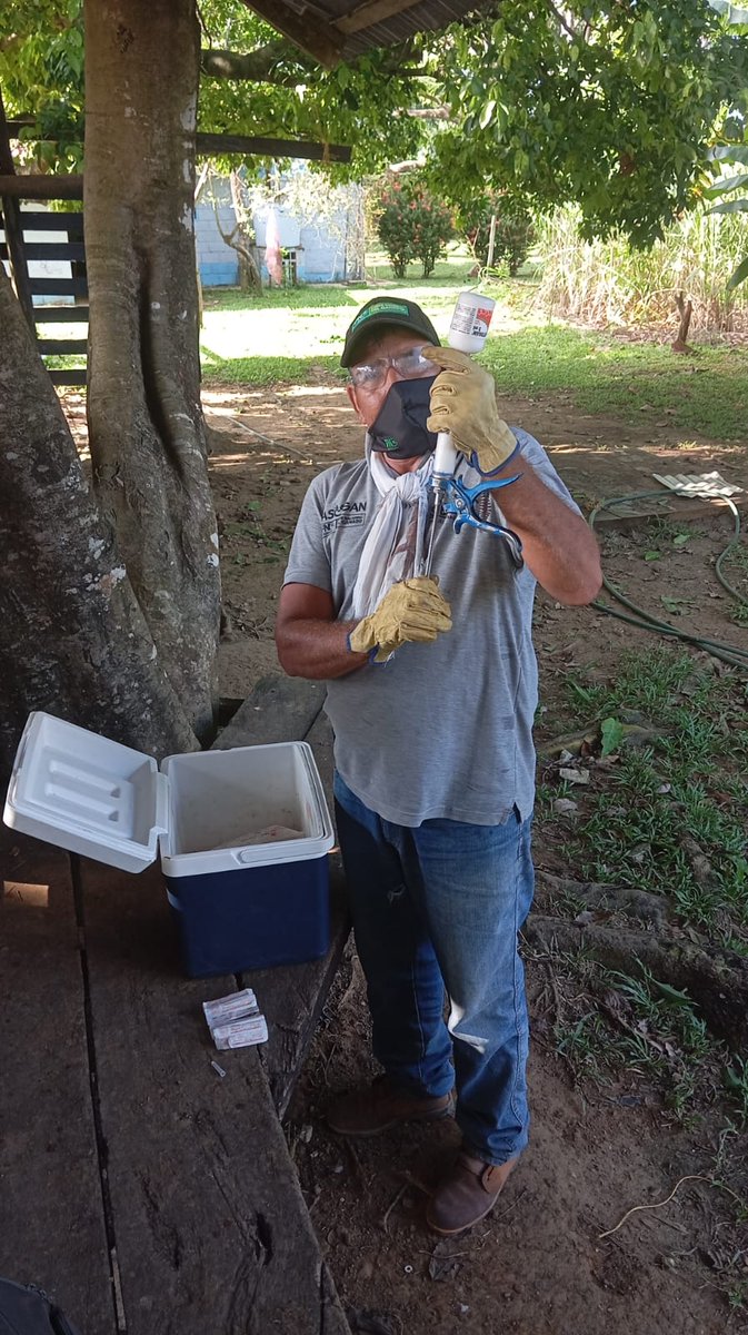 Montelibanopl's tweet photo. Carlos Andrés Hernández lleva 25 años vacunando bovinos y bufalinos en Ayapel. Su compromiso, dedicación y esfuerzo bajo el sol y la lluvia contribuyen a proteger la sanidad animal del país. Gracias por su gran labor.
#OrgullosamenteGanaderos
#TodosAVacunar
@Fedegan  
@jflafaurie https://t.co/w7Y0zgs9zf