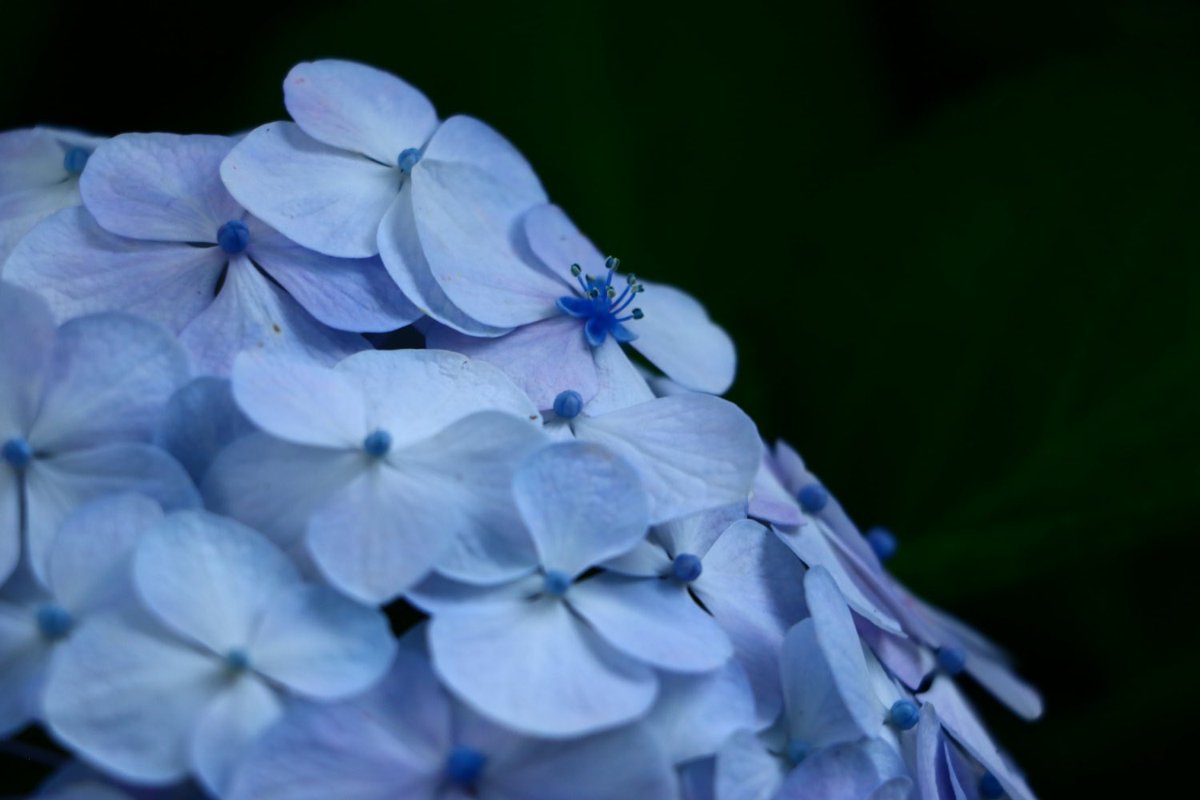 _ktkt1011's tweet photo. #紫陽花 と、雲。 https://t.co/ZuT0t6d1D2