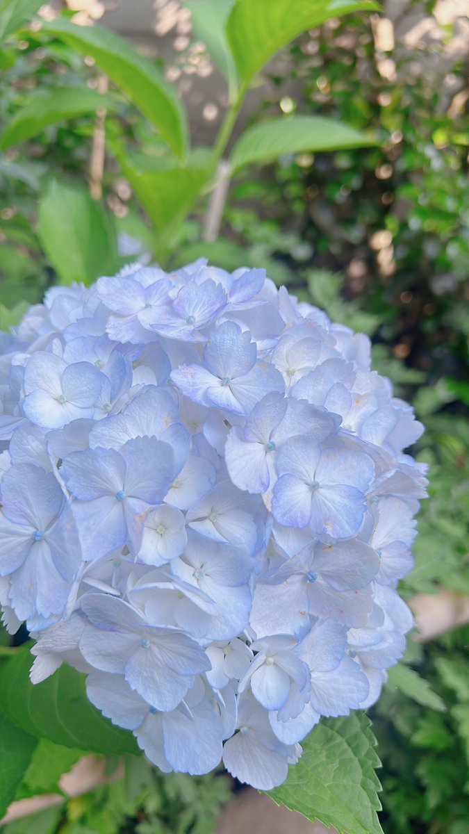 8282_hachimitsu's tweet photo. 街の方々や宮司さんに大切にされていて隅々までお手入れが行き届いた素敵近所の神社さん⛩️

紫陽花や、可愛いさくらんぼ🍒
そしておたまじゃくし達🌱

都内なのにこの神社からは夜になるとカエルの大合唱が聞こえてきます🤭

季節ごとにいろいろな表情を見せてくれる、素敵で癒される場所です*ˊᵕˋ)੭ https://t.co/Yf01AHIFbE