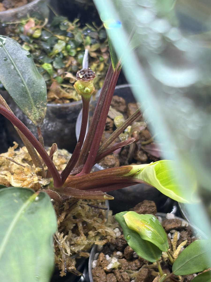 Buce1293588's tweet photo. bucephalandra #実生 https://t.co/c32ZEO0qNk