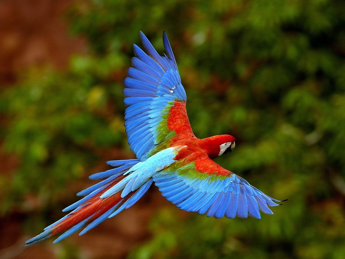 dirtybirdieX's tweet photo. Your Sona VS IRL Animal

Harlow is a Green-Winged Macaw! One of my dream birds ❤️🩵💚 https://t.co/lHmjiwdYrv