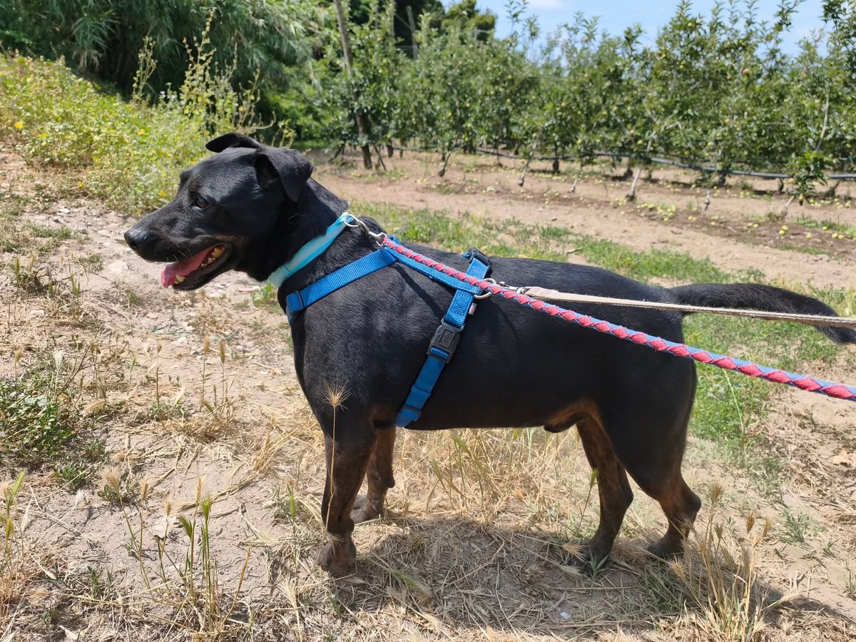 FiorellaArcodi1's tweet photo. ♥️🐾Argo, nato 2020🐾♥️

È UN CAGNOLINO COSI' SIMPATICO, SPIRITOSO, UBBIDIENTE E DOLCISSIMO. *perché nessuno lo vuole?* FORZA DATECI UNA MANO A CONDIVIDERLO.🙏🏻🙏🏻🙏🏻

.
Già castrato! È chippato e completamente vaccinato.

Argo ha bisogno di una 
📞
 3663555 
 Camp@nia https://t.co/nmAoI72FKv